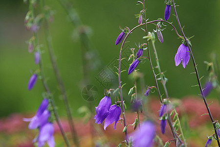 草原上的蓝色花朵园艺季节土地植物群花园环境农村紫色场地草地图片