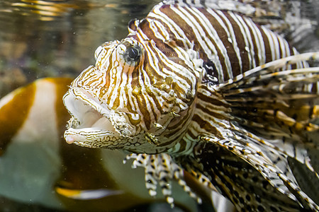 闭紧狮子头 张开嘴 热带有毒水族馆宠物图片