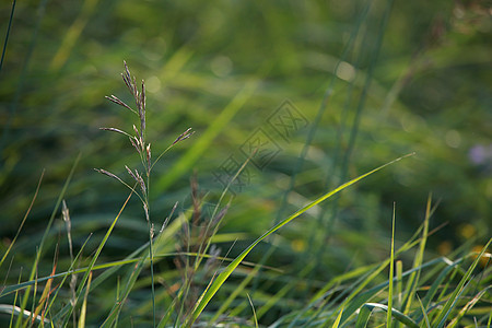 绿草密闭植物绿色土地环境季节背景场景荒野场地农村图片
