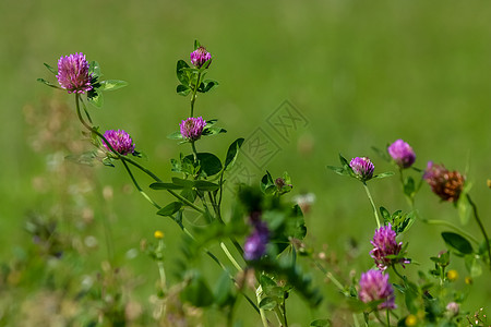 绿草地上的粉色三叶草原草地野花壁纸鲜花花朵花草花叶三叶草背景花卉图片