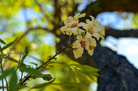 树上白花的丰满杏仁香气蓝色晴天植物群季节花园天空园艺植物图片
