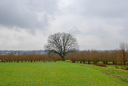 意大利皮埃蒙特法里利亚诺附近的Hazel周围的橡树图片