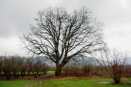 意大利皮埃蒙特法里利亚诺附近的大橡树植物农村叶子橡木分支机构树干树木木头植物群天空图片