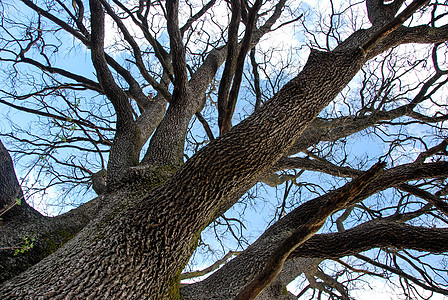 大橡树果实不朽的橡树自然高清图片