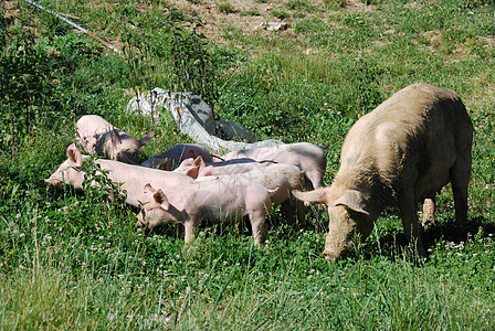 一些小猪在草地里跑来跑去宠物群体农田猪圈动物绿色粉色乐趣哺乳动物猪肉图片