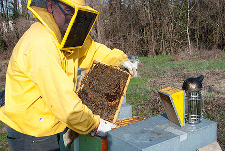 养蜜蜂的养蜂人殖民地蜂巢细胞昆虫动物花蜜蜂房育雏果园蜂窝图片