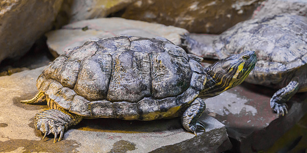 坐在一块来自美洲的热带爬行动物宠物上的石上 紧闭着金矿滑板海龟图片