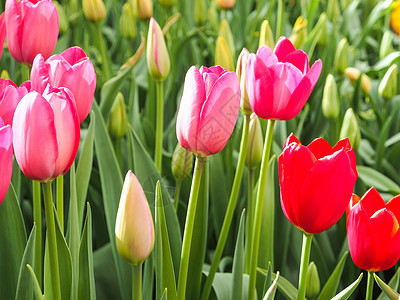 野外红和粉红色郁金香植物季节公园绿色红色花园植物群宏观场地花瓣图片