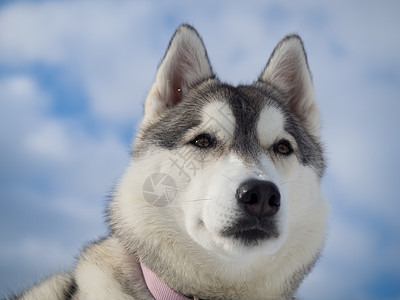 一只美丽的哈斯基狗的肖像鼻子动物犬类耳朵季节毛皮蓝色眼睛天空白色图片