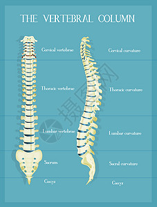 脊椎柱方案关心医生骨骼生物学解剖学男性椎骨图表患者尾骨图片