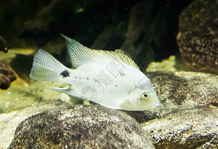 近近的白小白鱼 亚特兰地坡上的热带水族馆宠物图片