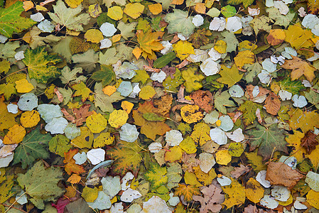 落树叶在拉脱维亚图片