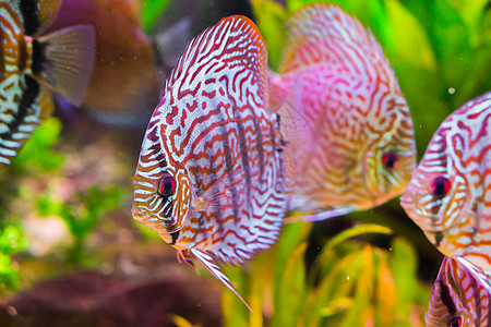 与本底的另外两只金鱼 即来自亚马松盆地的热带鱼密切结合的红绿宝石盘尾鱼图片