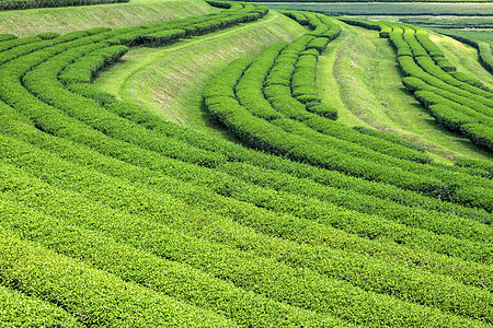 阿拉萨茶叶种植园图片