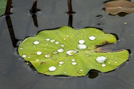 带水滴的莲叶叶叶子生物学植被植物花园图片