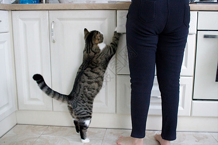 家养宠猫站在厨房的腿上求饭图片