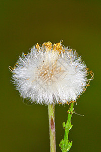 毛绒花背景蜜蜂季节草地花朵植物群森林蓝色辉光生长图片