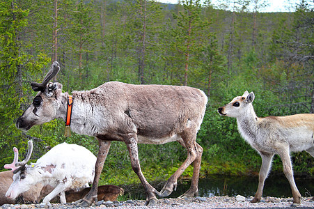 驯鹿家庭荒野气候雪橇动物农场羊毛牧场场地自由图片