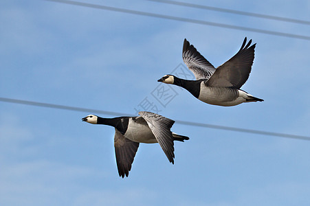 空中有鹅电力观鸟航班移民动物群旅行鸭子翅膀脖子蓝色图片