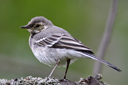 好奇的小鸟公园荒野野生动物鸟类气候天气花园捕食者食物唱歌图片
