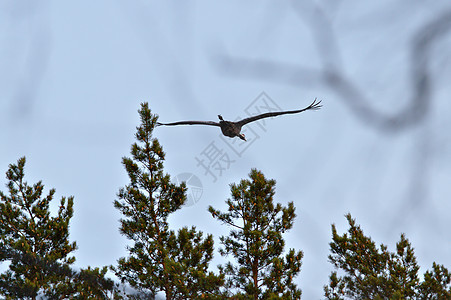 起重机在树上飞翔翅膀木头羽毛蓝色航班自由森林观鸟公园动物群图片