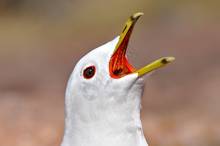 尖叫海鸥背景眼睛动物群荒野羽毛海岸环境舌头村庄野生动物图片