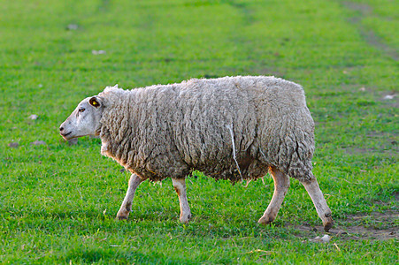绵羊农民羊毛羊肉身体动物草地农业女性牧场农场图片
