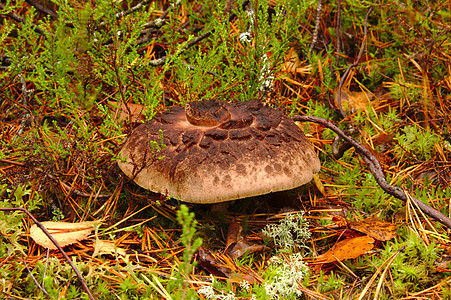 秋天的森林里 奇怪的蘑菇图片