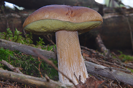 蘑菇季节秋天在森林中生长的大型林木图片