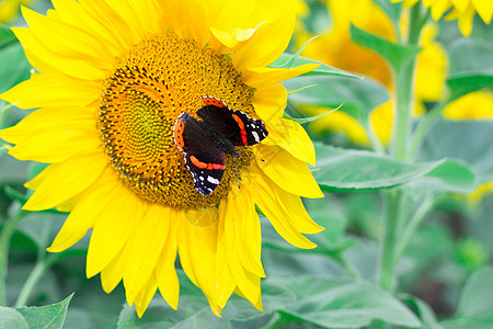 彩色的红色黑蝴蝶紧贴在黄色明亮上飞翔天气动物日葵昆虫场地黄花领域向日葵晴天图片