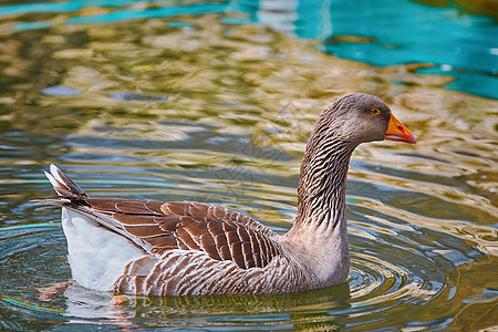 在池塘中鹅水禽大鹅观鸟动物雁雁阶段羽毛游泳鸟类水鸟图片