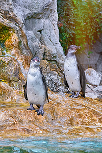 马哲伦企鹅野生动物鸟类阶段海岸动物群动物荒野翅膀岩石图片