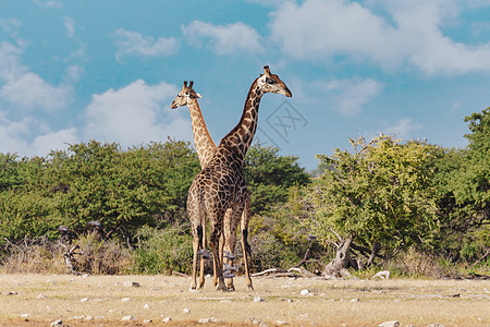 Etosha的Giraffe 纳米比亚野生生物水坑哺乳动物羚羊团体动物偶数游戏公园剥离环境图片