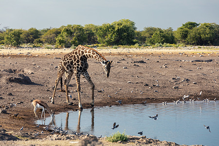 Etosha的Giraffe 纳米比亚野生生物游戏剥离水坑平底锅环境公园野生动物团体动物偶数图片