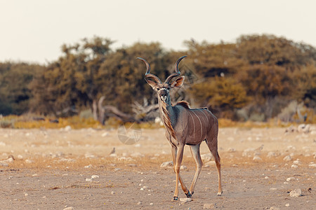 大库杜非洲野生动物和野外活动区羚羊公园旅行阳光荒野耳朵晴天哺乳动物牛角男性图片