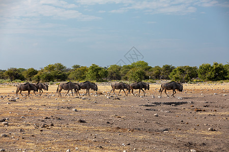 蓝蓝野生生物组织Gnu 纳米比亚荒野迁移马拉蓝色国家白尾牛羚公园哺乳动物环境图片
