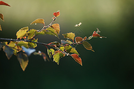 Birch分支作为自然背景树林花园太阳晴天植物学环境生长太阳光文化植物群图片