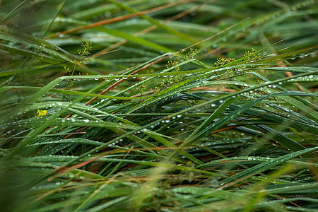 雨后野外背景植物牧草花园杂草场地生长雨滴植物群谷物农业图片
