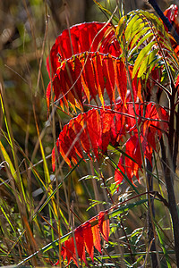 秋天有红叶和绿叶红色活力绿色叶子树叶季节漆树橙子植物公园图片