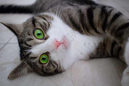 有明绿眼的宠猫 躺在地板上说谎哺乳动物眼睛宠物绿色猫咪图片