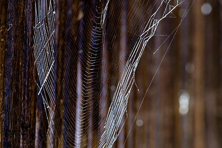 蜘蛛网在诺丁的防御走廊图片