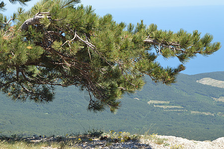 山顶的一棵弯曲的单松树 与下面的一座木林山和城市相对立 生态系统保护的概念旅游天空蓝色顶峰石头太阳高原环境旅行晴天图片