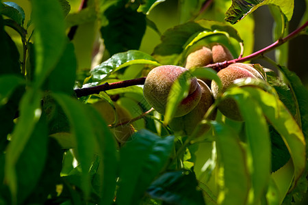 阳光明媚的一天 树上的桃子季节植物农业植物学小吃蔬菜生长培育收成食物图片