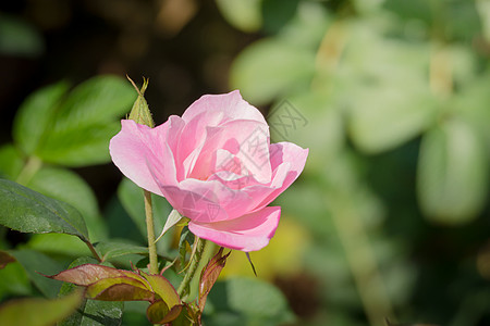 花园里的玫瑰花树叶玫瑰情人粉色花瓣植物群绿色日光图片