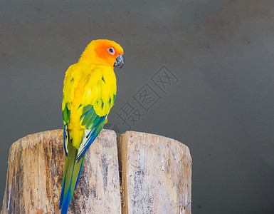 从背面看美丽的Jandaya鹦鹉 展示它的多彩羽毛和镜头图片