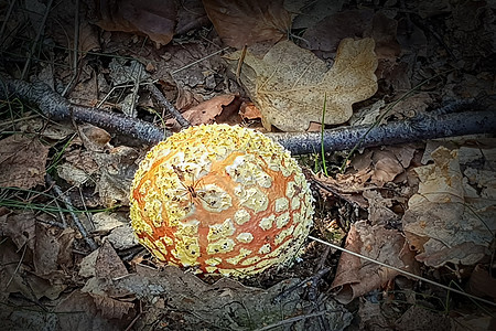 带有非常红帽和白点的拖脚凳季节生物学毒素森林药店蘑菇大自然太阳木头国家图片