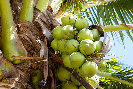 椰子树和椰子果树干生长植物异国坚果食物蔬菜热带团体营养图片