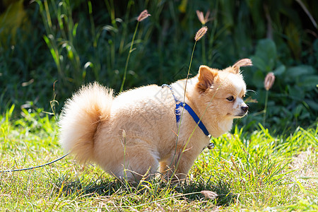 草坪上的狗排便小狗朋友绿色犬类棕色大便公园白色草地宠物图片