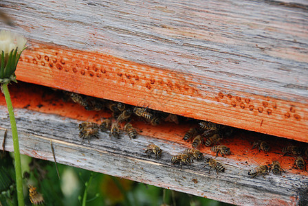 蜂蜜蜂在蜂巢入口处蜂箱麻疹育雏花蜜蜜蜂养蜂人昆虫环境花粉养蜂业图片
