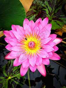 模糊背景上的粉红色莲花美丽植物群百合植物学花园池塘粉色紫色植物树叶图片